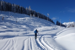 Fourth day - making our way up the cutblocks on the FSR