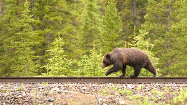 How to stop trains from killing Canada’s grizzly bears