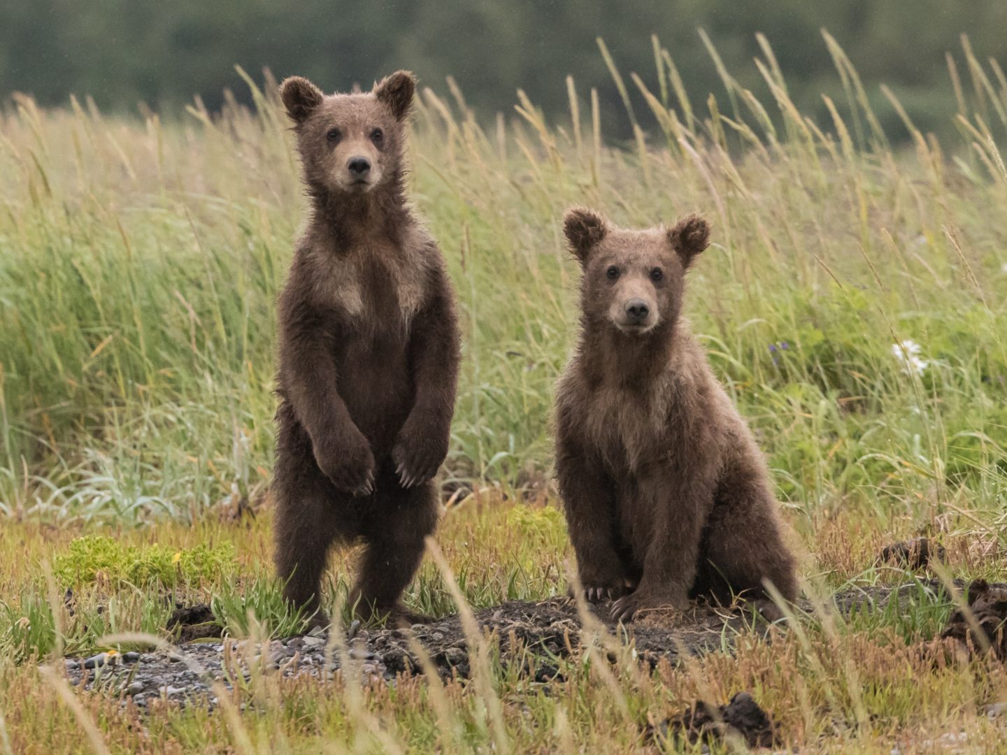 Of Bear Encounters & Backcountry Awareness at the Stanley Mitchell Hut