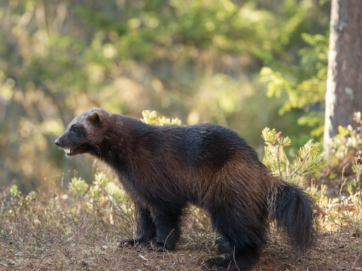 Legends in the landscape. Citizen science and Wolverine Conservation